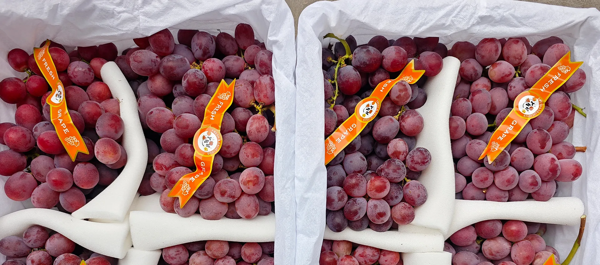 China Premium Fresh Grapes προμηθευτής