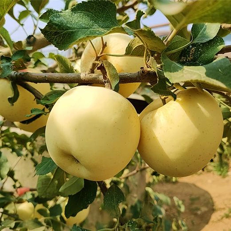 Φρέσκα χρυσά νόστιμα μήλα
