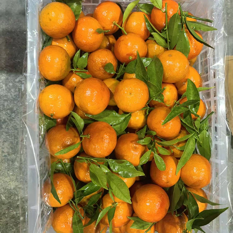 Φρέσκο ​​Mashui Mandarin