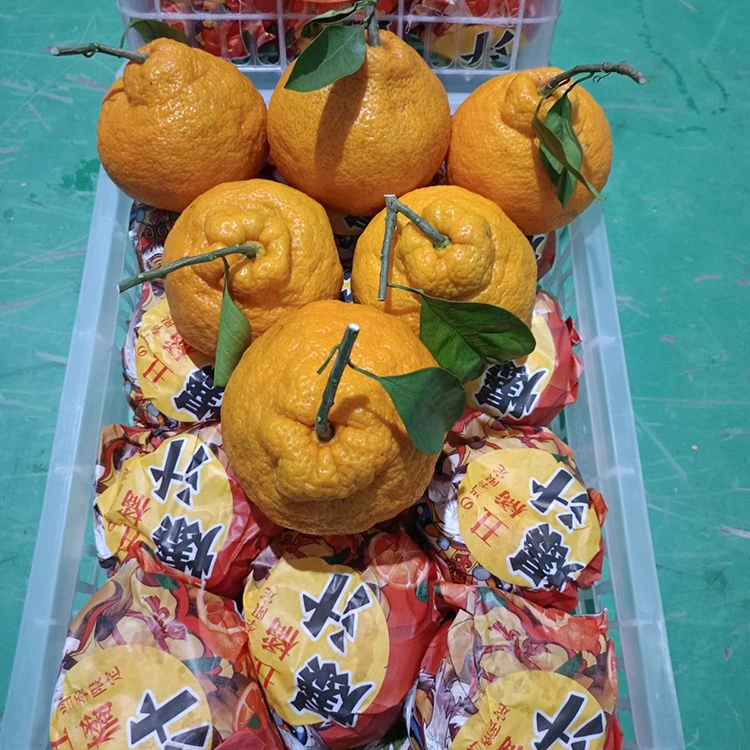 Φρέσκο ​​Shiranui Mandarin