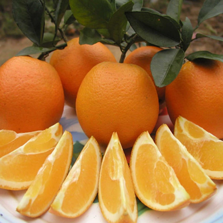 Premium φρέσκα Juicy Sweet Navel Oranges